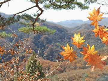 特准码资料大全澳门140期，探索与解析,特准码资料大全澳门140期 11-15-20-26-36-43A：38